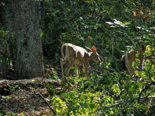 4 Season Fun At Legend Cottage Inn Bellaire Amenities foto